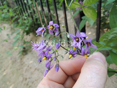 nightshade, bittersweet